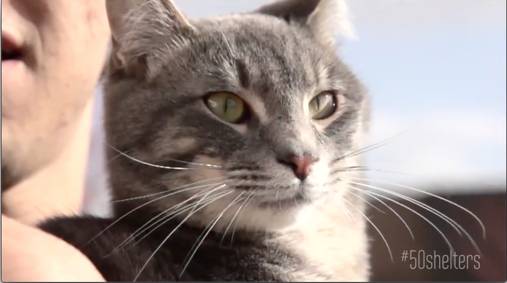 Purina Cat Chow: 50 Years 50 Shelters